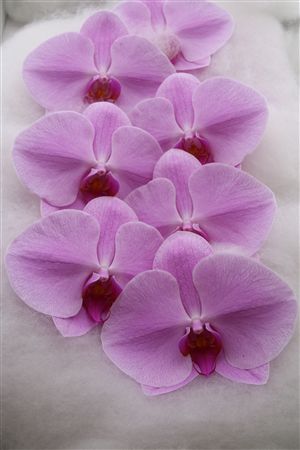 Phalaenopsis White 70cm 7bl
