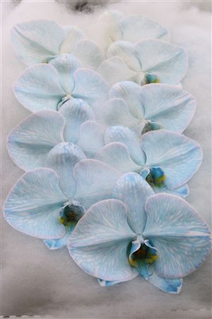 Phalaenopsis White 70cm 2/4bl