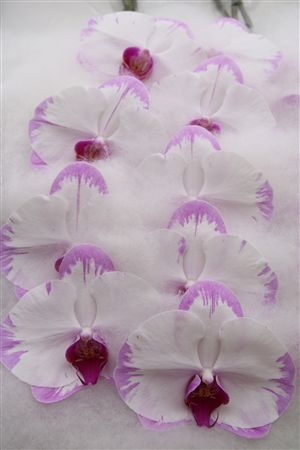 Phalaenopsis White 70cm 2/4bl