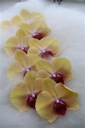 Phalaenopsis White 70cm 2/4bl