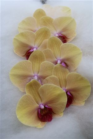 Phalaenopsis White 70cm 2/4bl