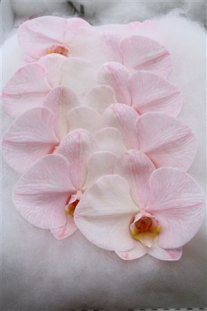 Phalaenopsis White 70cm 2/4bl
