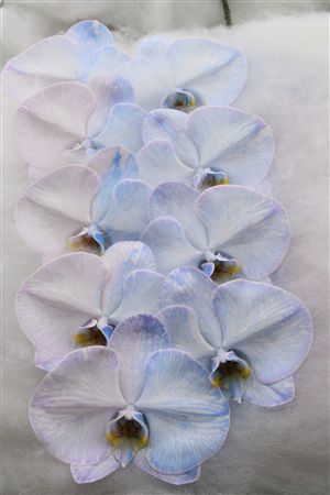 Phalaenopsis White 70cm 2/4bl