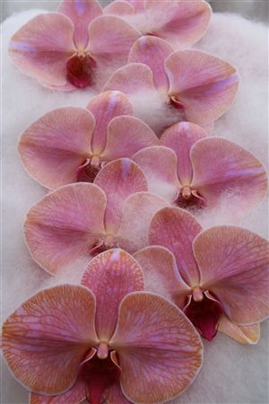 Phalaenopsis White 70cm 2/4bl