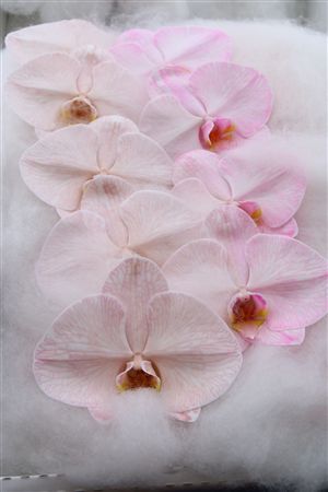 Phalaenopsis White 70cm 2/4bl