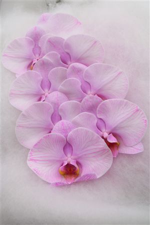 Phalaenopsis White 70cm 2/4bl