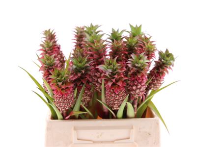 Ananas Pax 30cm