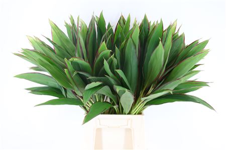 Cordyline Lemon Red Edge Top