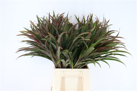 Cordyline Chicken Tail Top