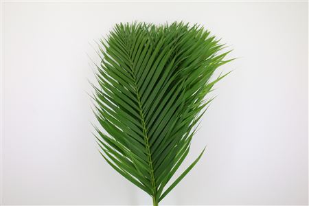 Palmleave 80cm
