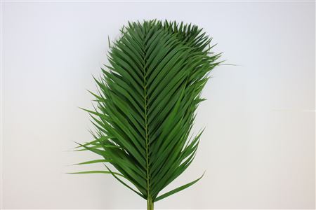 Palmleave 100cm
