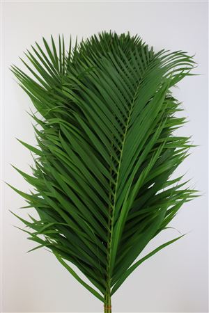 Chamaedorea Palmleaves 120cm