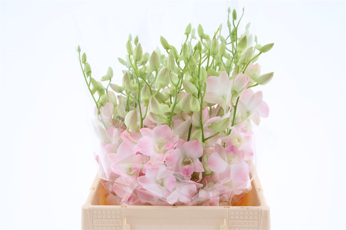 Dendrobium Cinta Sweet 45cm