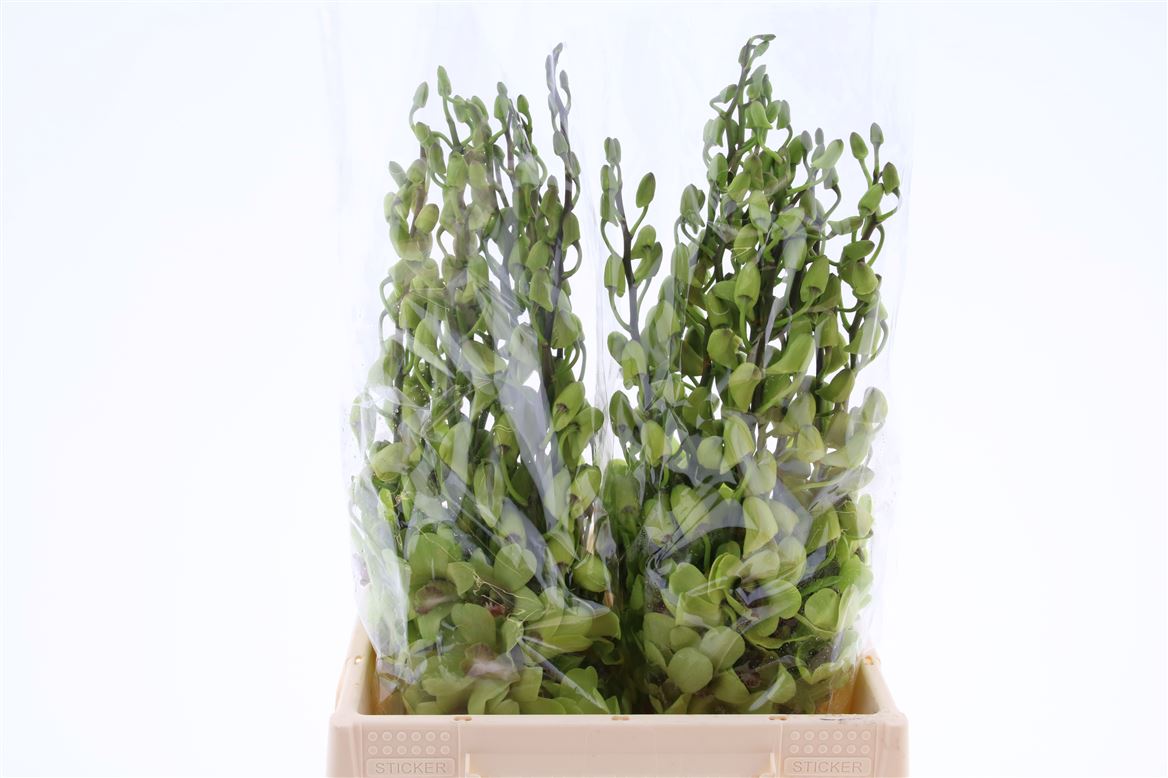 Dendrobium Green 45cm