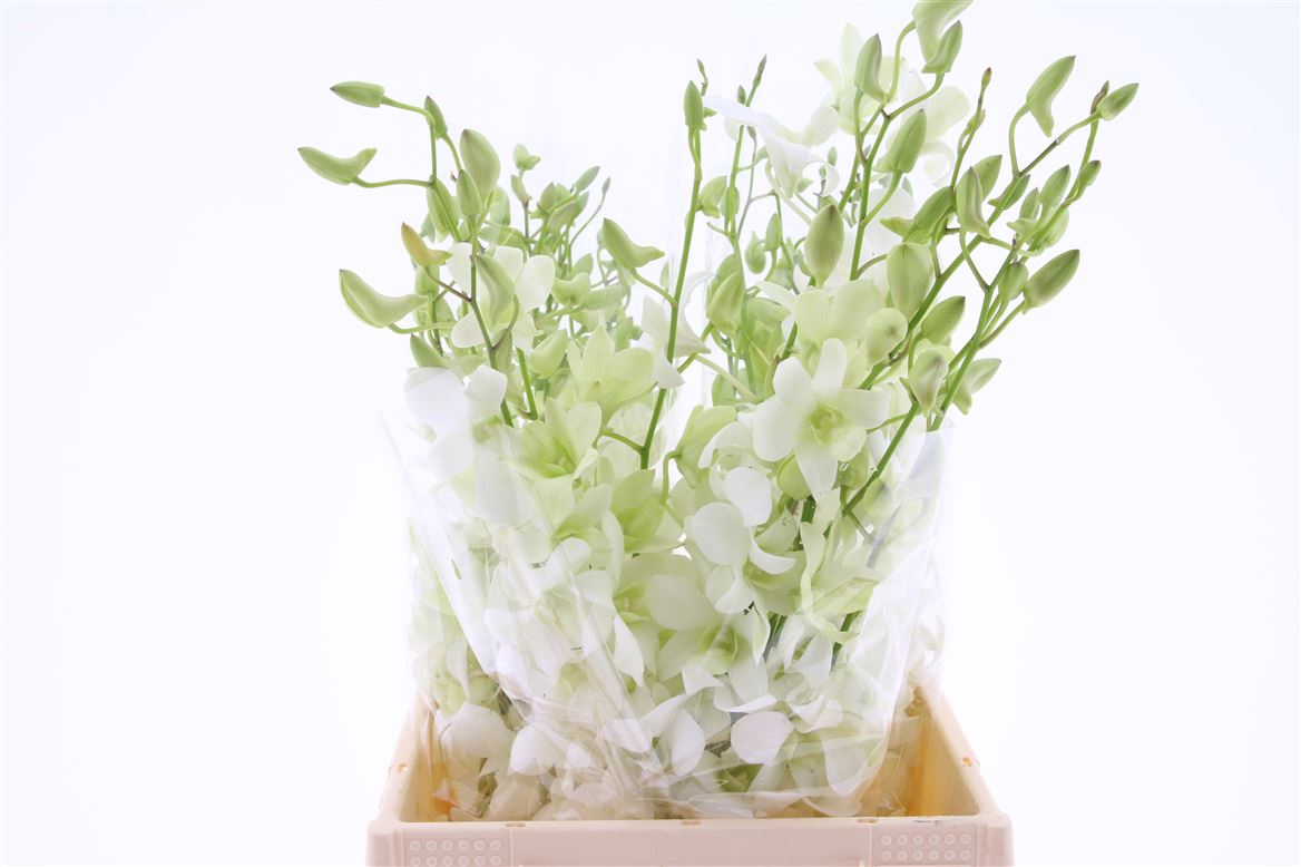 Dendrobium White 45cm