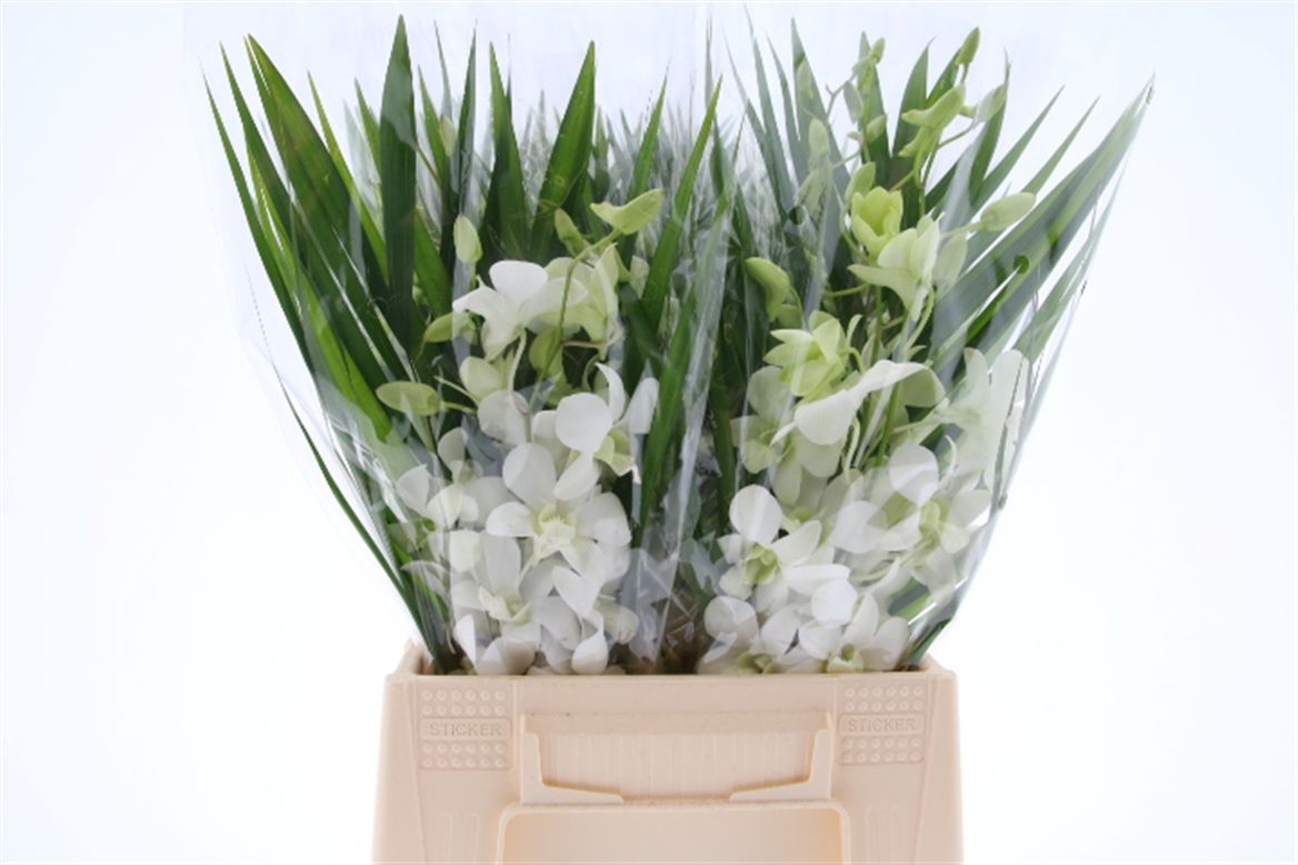 O Mixede Bnch Jes 45cm