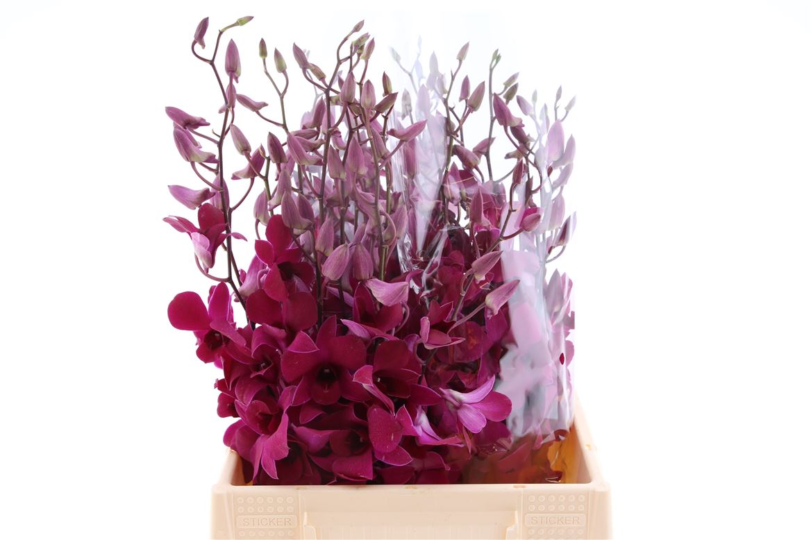 Dendrobium Tsk 45cm