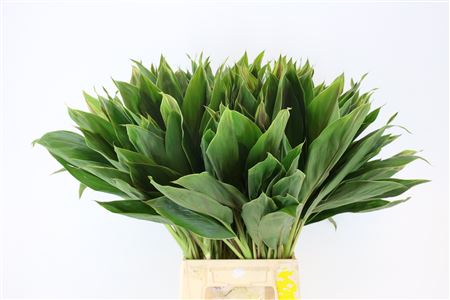 Cordyline Hawai Flag Top