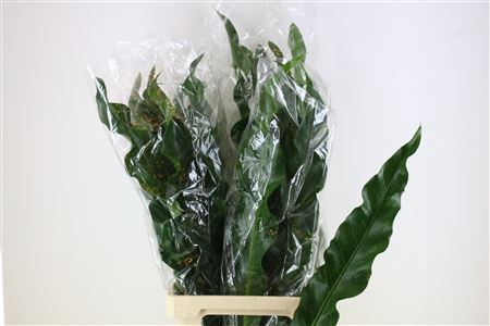 Lernosand 90cm