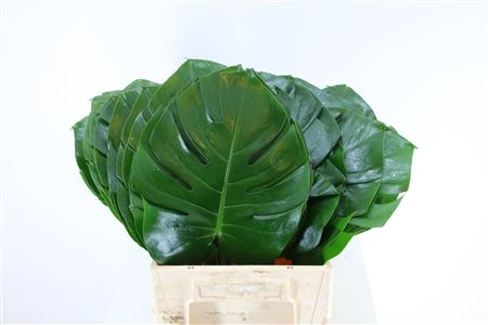 Monstera Leaf 60cm 30cm Hd