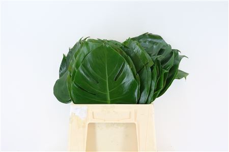 Monstera