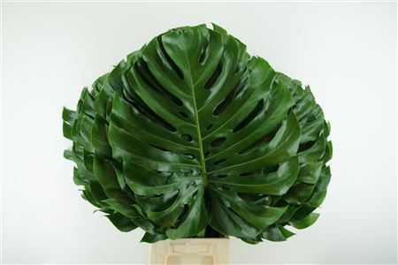 Monstera Leaf 110cm 55cm Hd