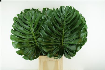 Monstera Ø55cm (sg) Xxl