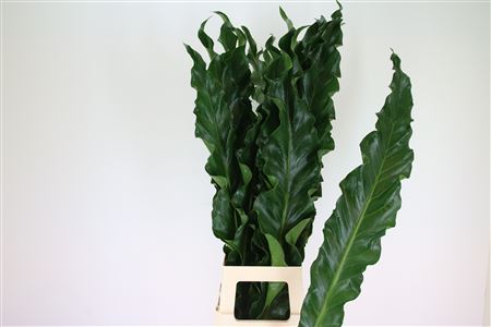 Lernosand 80cm
