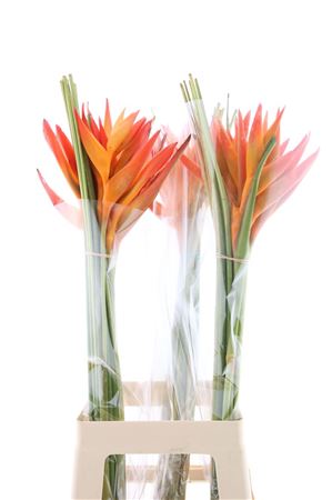 Heliconia Golden Opal 90cm