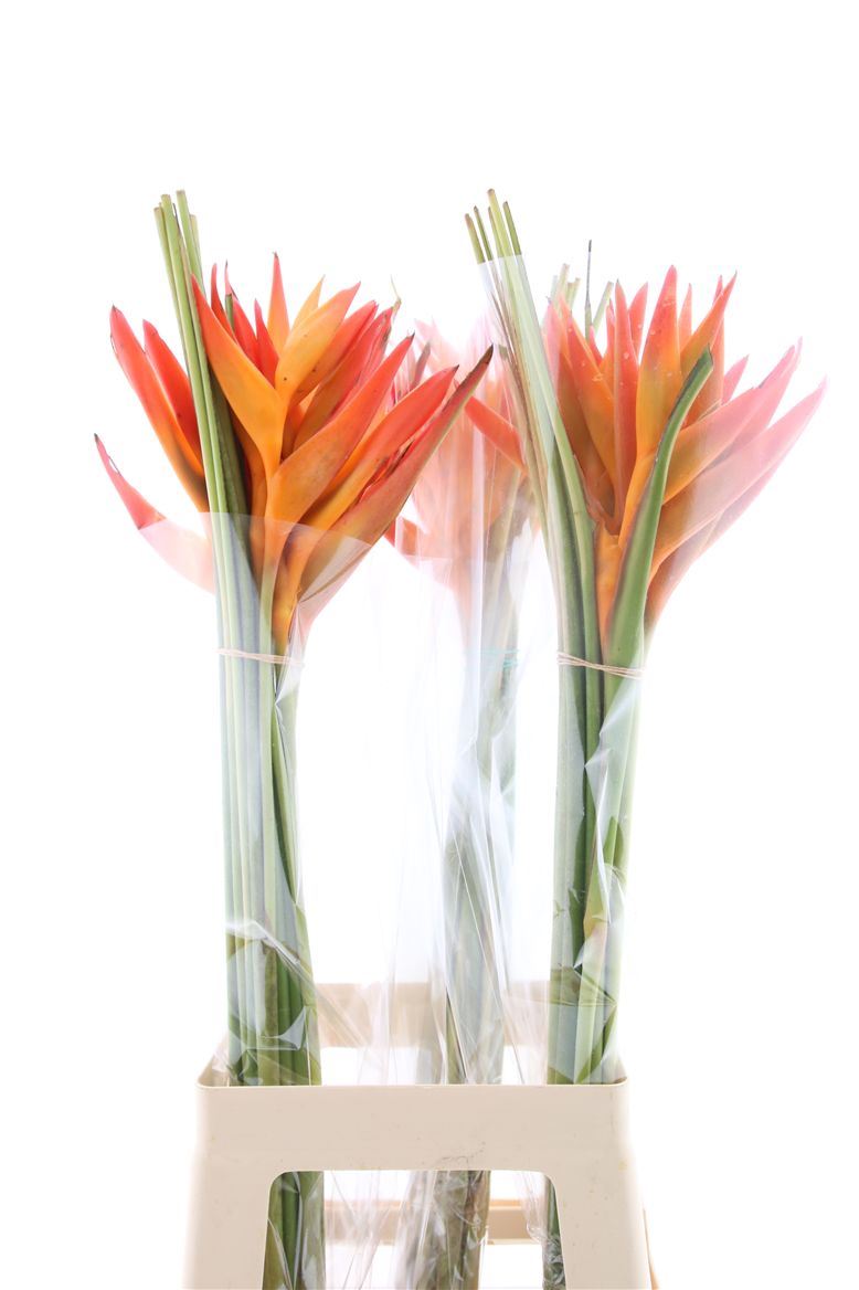 Heliconia Bq 3 90cm