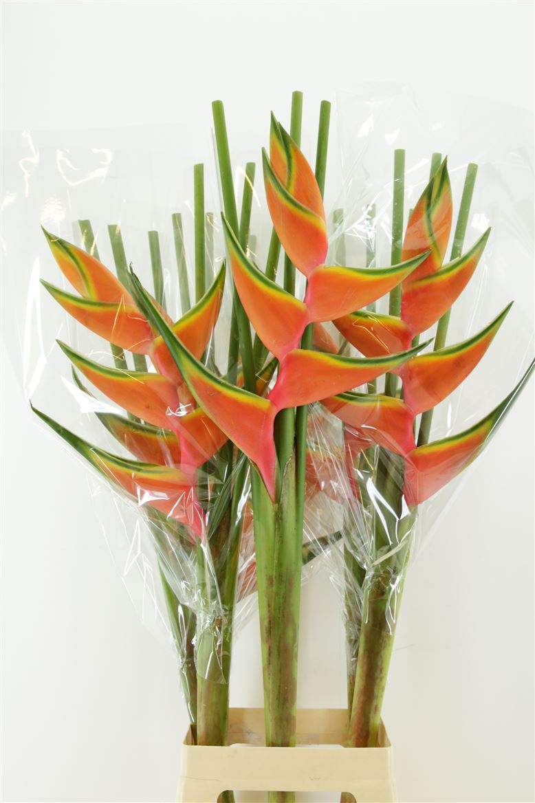 Heliconia Bq 3 100cm