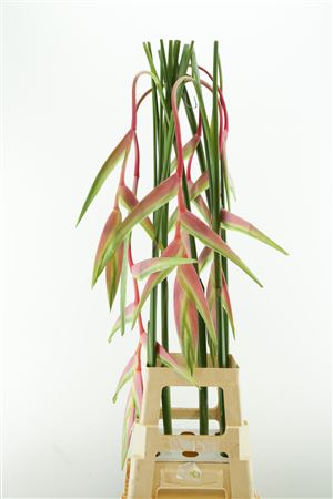 Heliconia Sexy Pink 120cm