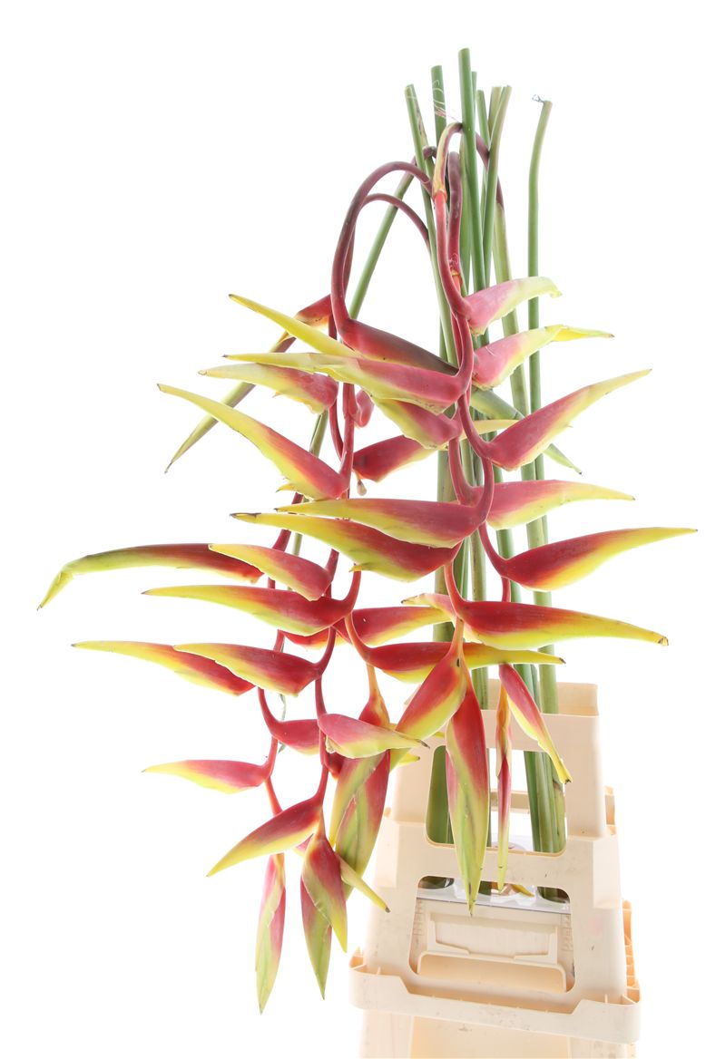 Heliconia Pendula 100cm