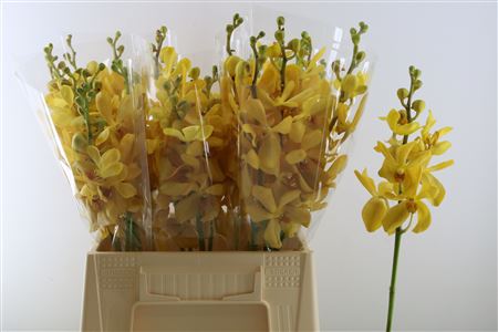 Dendrobium 45cm