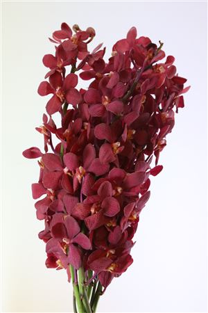 Dendrobium 40cm