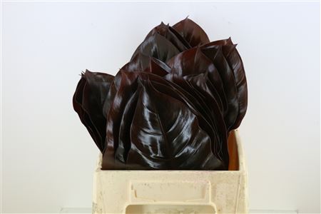Philo Congo Black