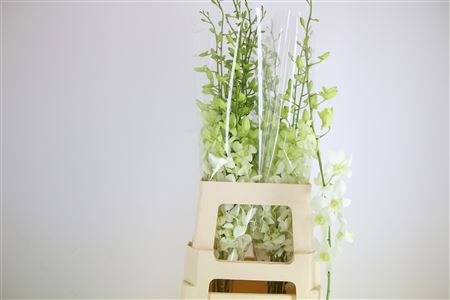Dendrobium White Xl 60cm