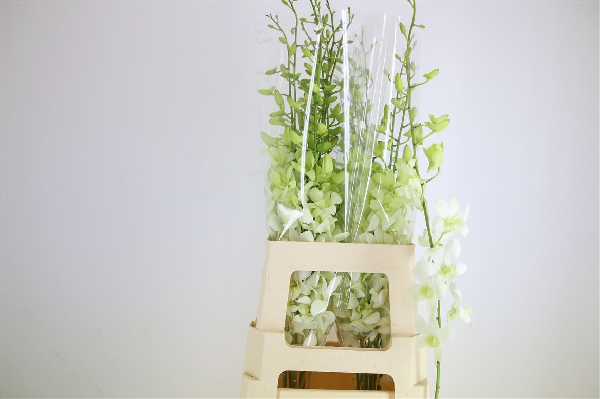 Dendrobium White Xl 60cm