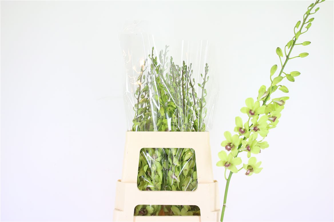 Dendrobium Green Xl 60cm