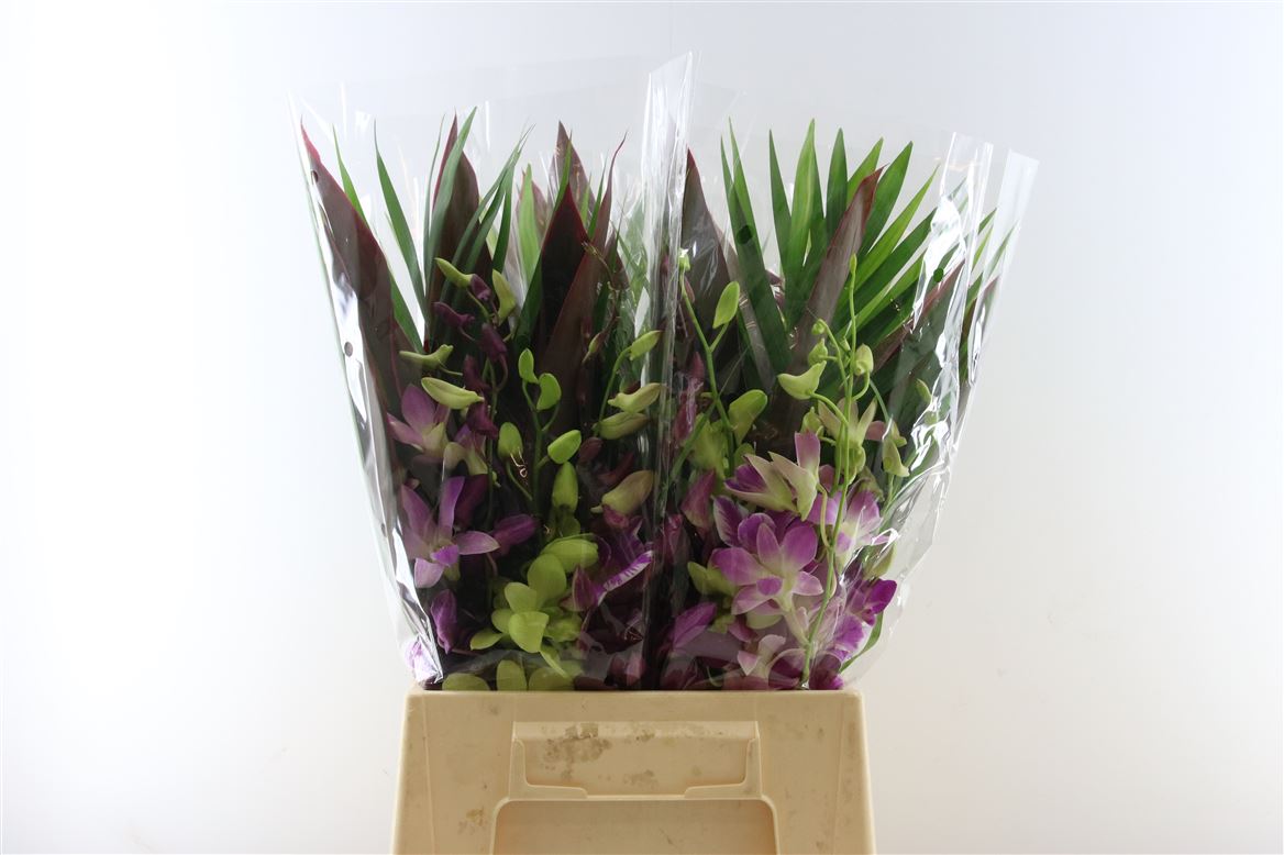 Dendrobium Bouquet 5 Sp 50cm