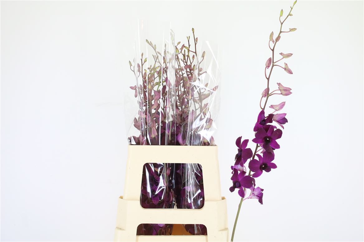 Dendrobium Tsk Xl 60cm