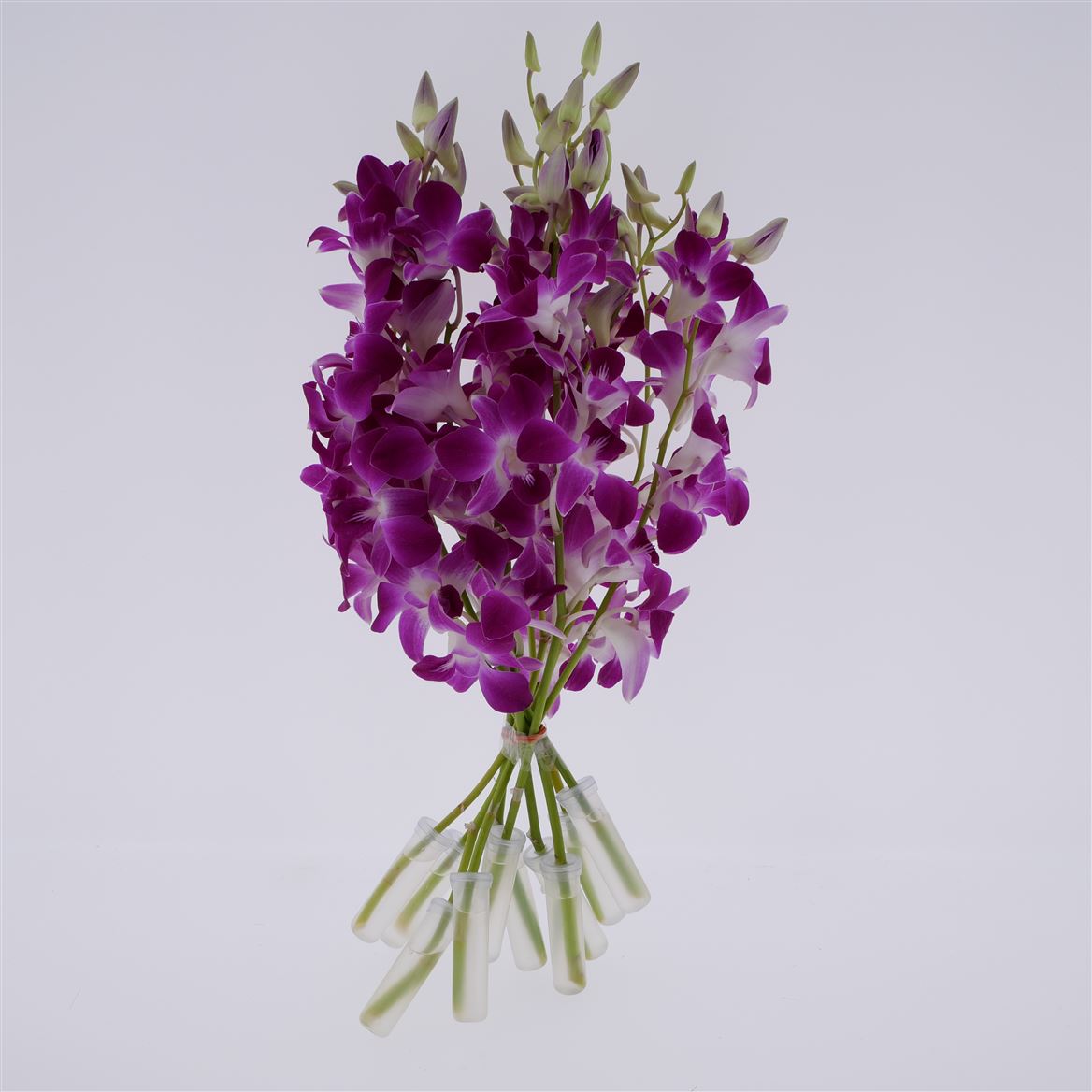 Dendrobium Bon 45cm