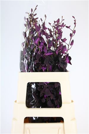 Dendro Black Beauty Xl