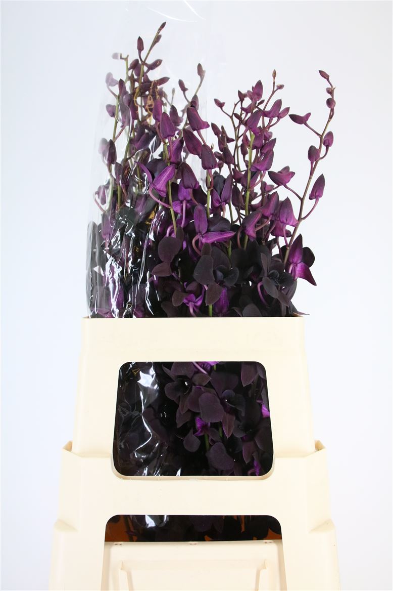 Dendrobium 60cm