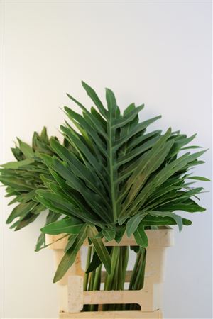Groot Blad 60cm