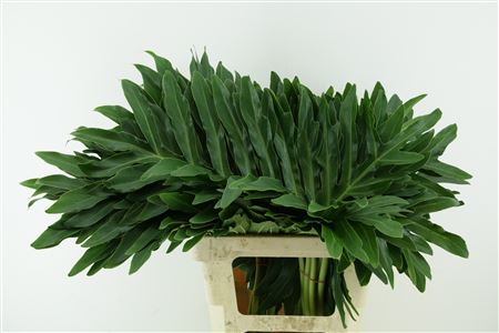 Groot Blad 80cm