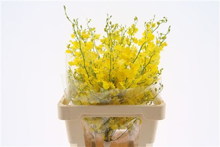 Oncidium Yellow 70cm
