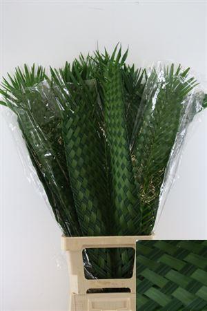 Chamaerops Cane Palmleave 80cm