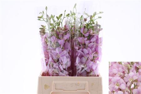 Dendrobium 45cm