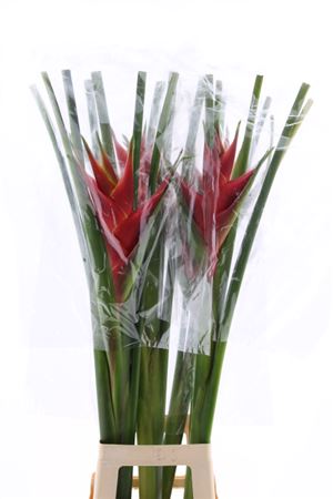 Heliconia Caribaea 100cm